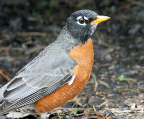Close up of a male robin. 