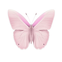 Pink Butterfly - Isolated on White - PNG - generative ai illustration 