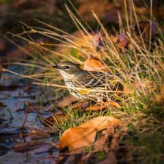 Hidden Beauty - Myrtle Warbler. A small bird is drinking water on the road by grasses in the autumn morning..
