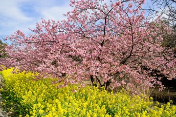 Naklejka premium 河津桜と菜の花 福栄スポーツ広場 市川市