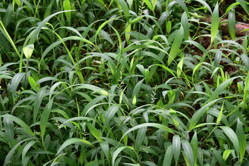 Obraz premium Setaria plicata is a widespread species of plants in the grass family