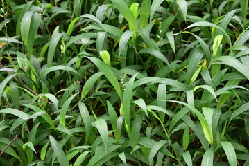 Setaria plicata is a widespread species of plants in the grass family