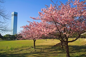 河津桜とポートタワー　千葉ポートパーク