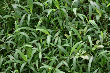Setaria plicata is a widespread species of plants in the grass family