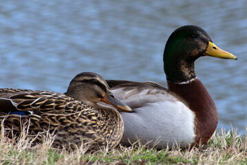 Close up of a male and female duck. 