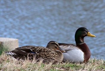 Close up of a male and female duck. 