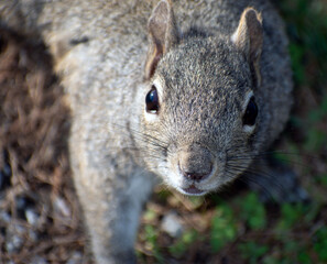 Close up of a gray squirrel. 