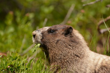 Hoary Marmot Portrait