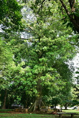 Obraz premium Ceiba pentandra is a tropical tree of the order Malvales and the family Malvaceae 