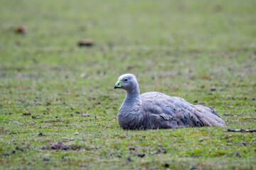 The Cape Barren Goose, the world's rarest goose, on Maria Island, off the coast of Tasmania, Australia