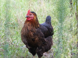 Poule châtaine. 