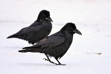 Fototapeta premium Common ravens (Corvus corax) gather and interact in a snowy Alaska parking lot.
