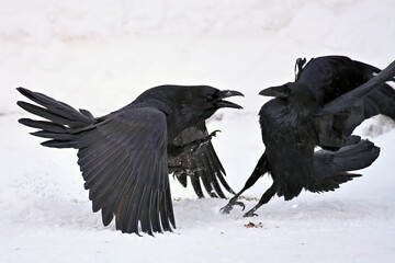 Common ravens (Corvus corax) gather and interact in a snowy Alaska parking lot.