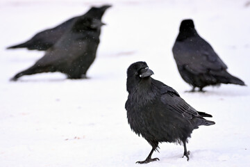Common ravens (Corvus corax) gather and interact in a snowy Alaska parking lot.