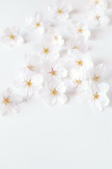 白背景に桜の花びらの背景素材、さくら、室内のサクラの花びら、桜のフレーム