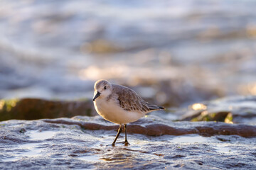 Calidris alpina walks in shallow water looking for food on the Canary Island Gran Canaria.