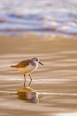 Calidris alpina walks in shallow water looking for food on the Canary Island Gran Canaria.