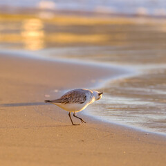 Calidris alpina walks in shallow water looking for food on the Canary Island Gran Canaria.