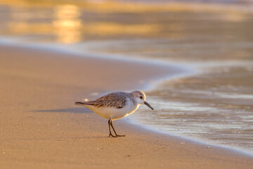 Calidris alpina walks in shallow water looking for food on the Canary Island Gran Canaria.