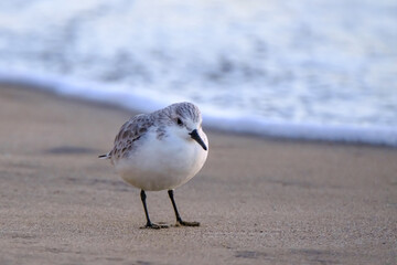 Calidris alpina walks in shallow water looking for food on the Canary Island Gran Canaria.