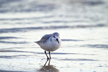 Calidris alpina birds walk in shallow water looking for food on the Canary Island Gran Canaria.