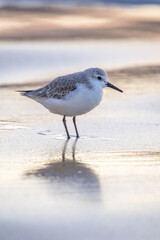 Calidris alpina walks in shallow water looking for food on the Canary Island Gran Canaria.