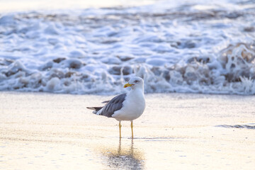 Seagull walks in shallow water looking for food on the Canary Island Gran Canaria.