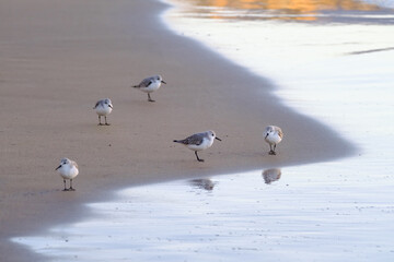 Calidris alpina birds walk in shallow water looking for food on the Canary Island Gran Canaria.