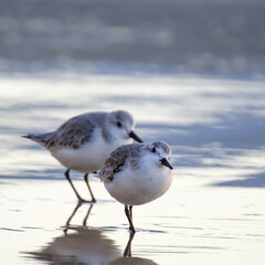 Calidris alpina birds walk in shallow water looking for food on the Canary Island Gran Canaria.