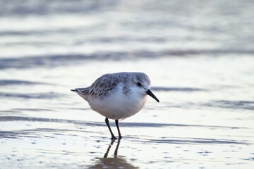 Calidris alpina walks in shallow water looking for food on the Canary Island Gran Canaria.