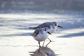 Calidris alpina birds walk in shallow water looking for food on the Canary Island Gran Canaria. - obrazy, fototapety, plakaty