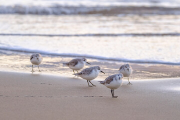 Calidris alpina birds walk in shallow water looking for food on the Canary Island Gran Canaria.