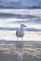 Seagull walks in shallow water looking for food on the Canary Island Gran Canaria.
