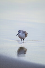 Calidris alpina walks in shallow water looking for food on the Canary Island Gran Canaria.