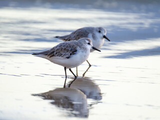 Calidris alpina walks in shallow water looking for food on the Canary Island Gran Canaria.