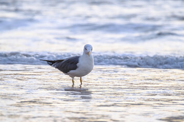 Seagull walks in shallow water looking for food on the Canary Island Gran Canaria.