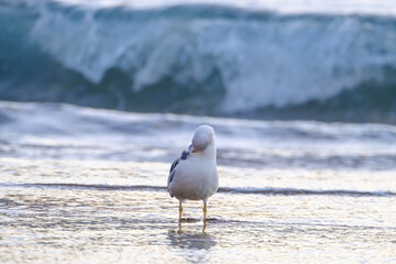 Seagull cleans itself in shallow water on the Canary Island Gran Canaria.