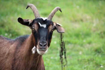portrait of a goat