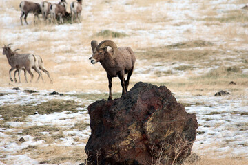 goats on a rock