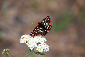 butterfly on flower