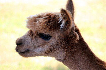 Fototapeta premium close up of a alpaca