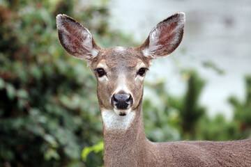 deer in the woods