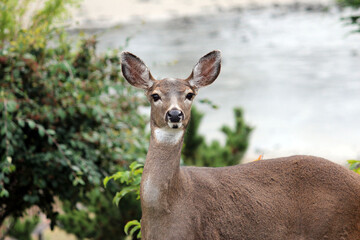 deer in the woods