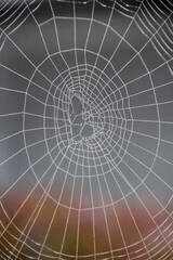 spider web