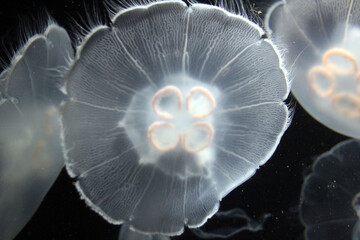 jellyfish in the water © Martha