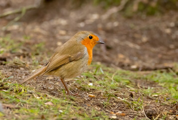 Robin redbreast
