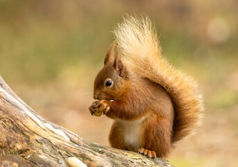 Naklejka na ściany i meble scottish red squirrel in the woodland eating the core of a red apple