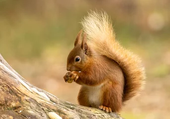 Schilderijen op glas scottish red squirrel in the woodland eating the core of a red apple © Sarah
