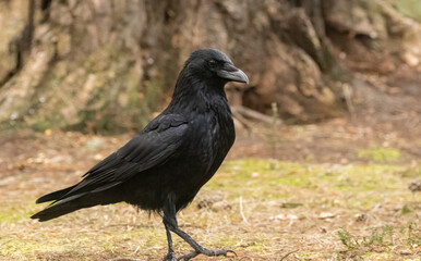 Large black raven bird on the forest floor