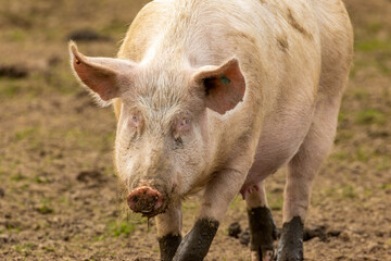 Female pig, sow, with pink face and blue eyes,  floppy ears and muddy trotters and snout